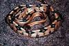 Trans-Pecos Ratsnake (Bogertophis subocularis)