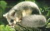 Fat Dormouse (Myoxus glis)