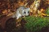 Fat Dormouse (Myoxus glis)