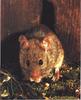 House Mouse (Mus musculus)