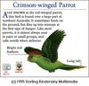 Red-winged Parrot (Aprosmictus erythropterus)