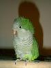 Monk Parakeet / Quaker Parrot (Myiopsitta monachus)