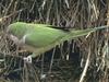 Monk Parakeet / Quaker Parrot (Myiopsitta monachus)