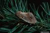 European Pine Moth (Dendrolimus pini)