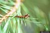 European Pine Moth (Dendrolimus pini) larva