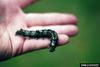 European Pine Moth (Dendrolimus pini) larva