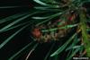 European Pine Moth (Dendrolimus pini) larva