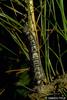 Masson Pine Moth (Dendrolimus punctatus) larva