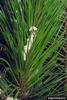 Masson Pine Moth (Dendrolimus punctatus) larva