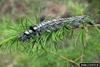 Siberian Silk Moth (Dendrolimus superans) larva