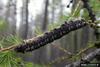 Siberian Silk Moth (Dendrolimus superans) larva