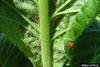 Tobacco Aphid (Myzus nicotianae)
