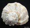 Veined Rapa Whelk (Rapana venosa)