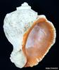 Veined Rapa Whelk (Rapana venosa)