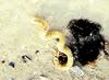 [Crop] Whelk (Melongenidae) egg case