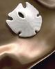 Sand Dollar shell