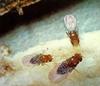 Fruit Fly (Drosophila sp.)