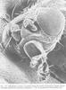 Common Fruit Fly (Drosophila melanogaster) face
