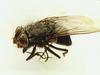 House Fly (Musca domestica)