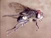 House Fly (Musca domestica)