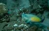 Parrotfish (Scaridae)