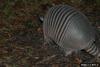 Nine-banded Armadillo (Dasypus novemcinctus)