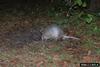 Nine-banded Armadillo (Dasypus novemcinctus)