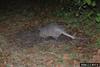 Nine-banded Armadillo (Dasypus novemcinctus)