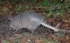 [Crop] Nine-banded Armadillo (Dasypus novemcinctus)