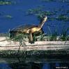 Western Pond Turtle (Clemmys marmorata)