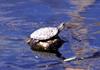 Western Pond Turtle (Clemmys marmorata)