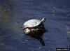 Western Pond Turtle (Clemmys marmorata)