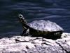 Western Pond Turtle (Clemmys marmorata)