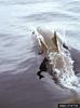 Spinner Dolphin (Stenella longirostris)