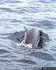 Spinner Dolphin (Stenella longirostris)