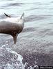 Spinner Dolphin (Stenella longirostris)