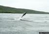 Spinner Dolphin (Stenella longirostris)