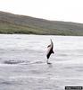 Spinner Dolphin (Stenella longirostris)