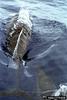 Spinner Dolphin (Stenella longirostris)