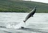 Spinner Dolphin (Stenella longirostris)