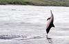 Spinner Dolphin (Stenella longirostris)