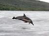 Spinner Dolphin (Stenella longirostris)