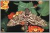 pink-spotted hawkmoth (Agrius cingulatus)