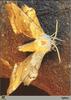 Sphinx Moth (Sphingidae)