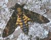 Sphinx Moth (Sphingidae)