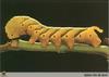 African death's-head hawkmoth (Acherontia atropos) larva