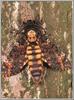 African Death's Head Hawkmoth (Acherontia atropos)