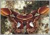 Silkmoth (Saturniidae)