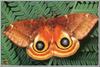 Paon de nuit / Peacock Moth (Saturniidae)