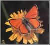 Purple-edged Copper Butterfly (Lycaena hippothoe)